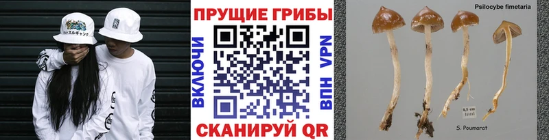 Псилоцибиновые грибы Cubensis  Элиста 